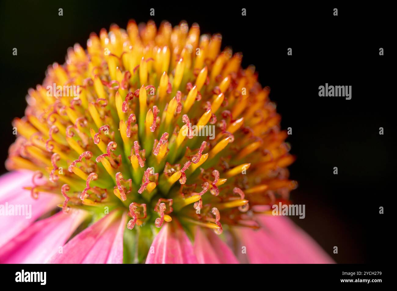 Nahaufnahme des Blumenkopfes einer Echinacea purpurea Pflanze, purpurner Coneflower. Stockfoto