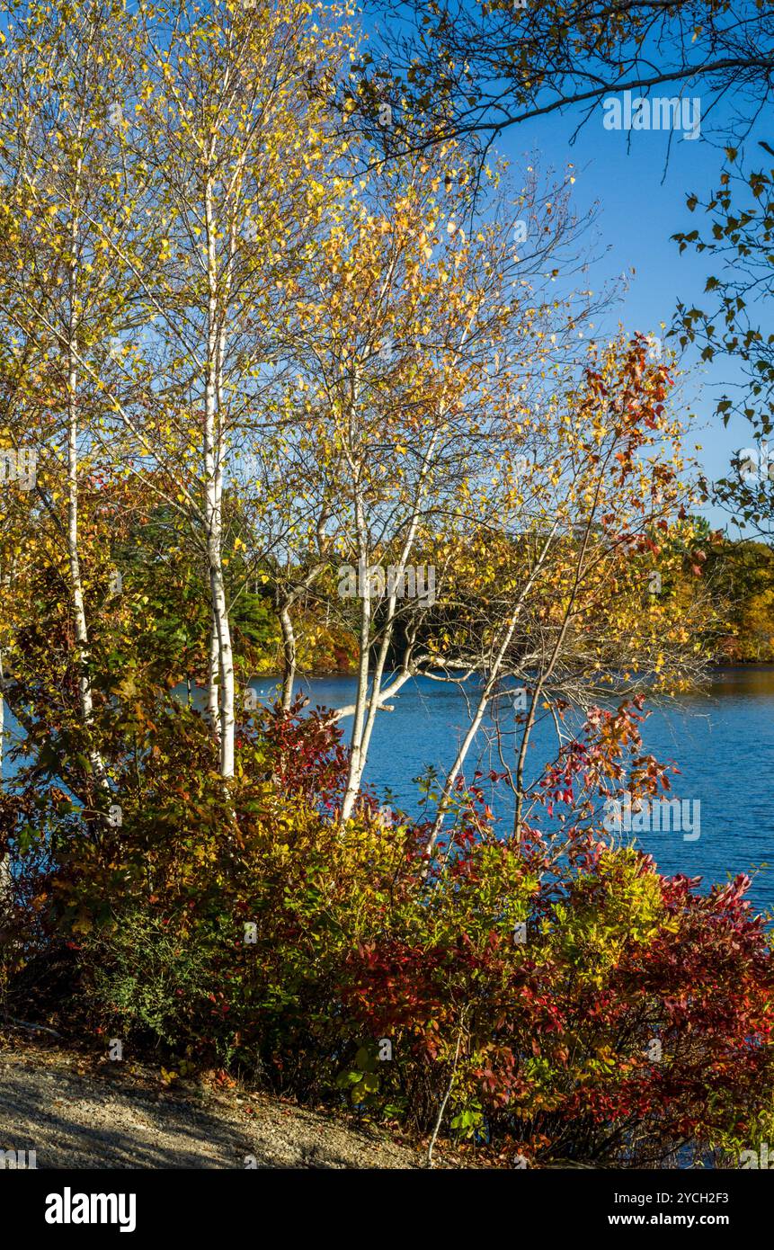 Espens am See Anfang Oktober, Massachusetts Stockfoto
