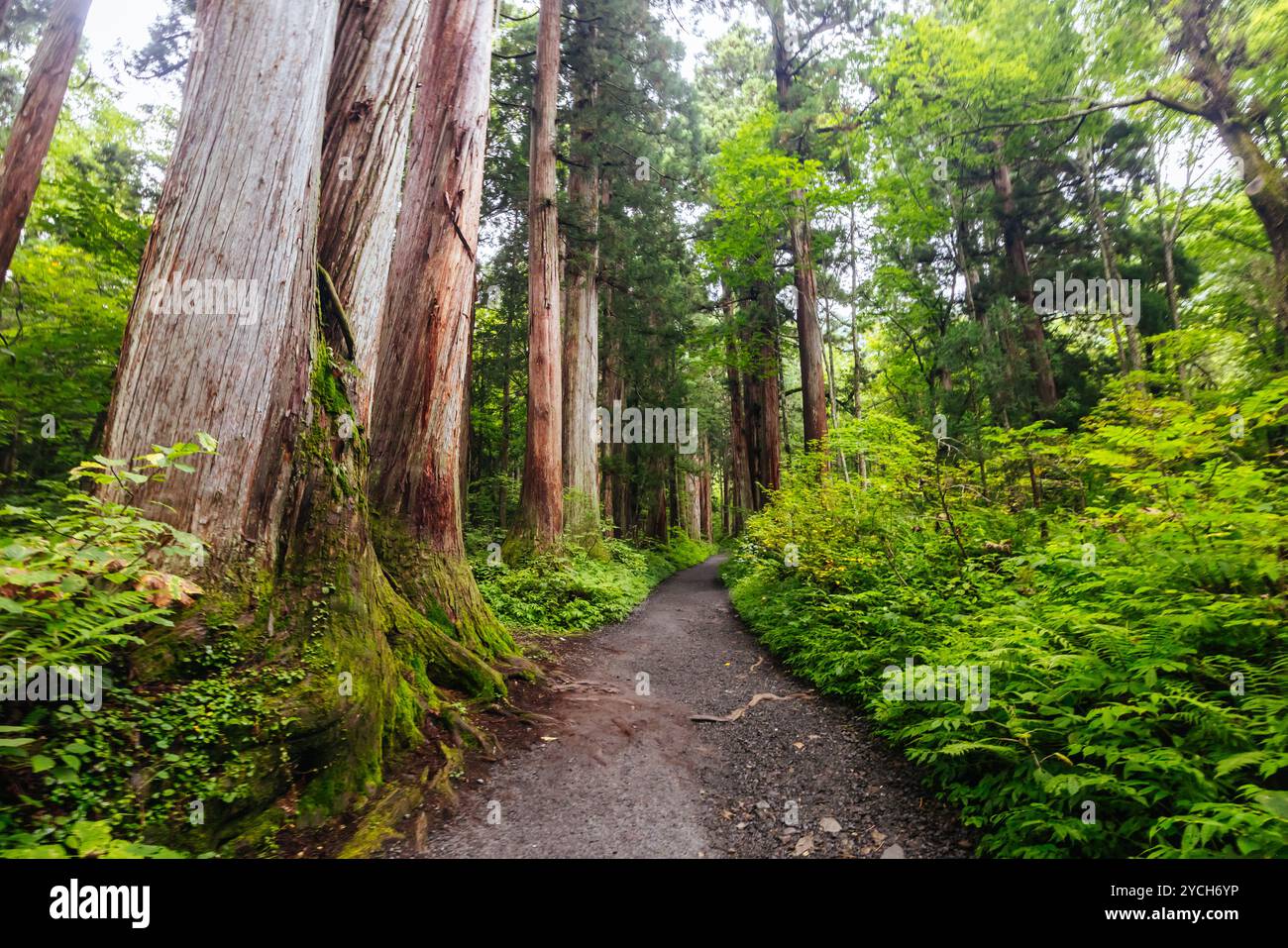 Togakushi-Schrein in der Nähe von Nagano in Japan Stockfoto