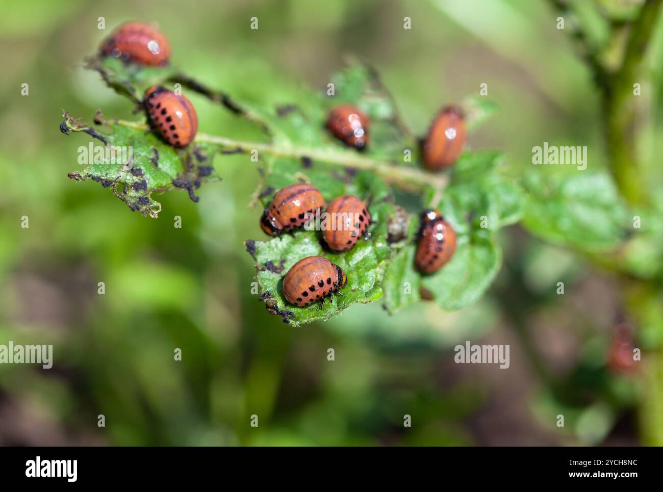 Den roten Coloradokäfer Larven ernähren sich von der Kartoffel-Blatt Stockfoto