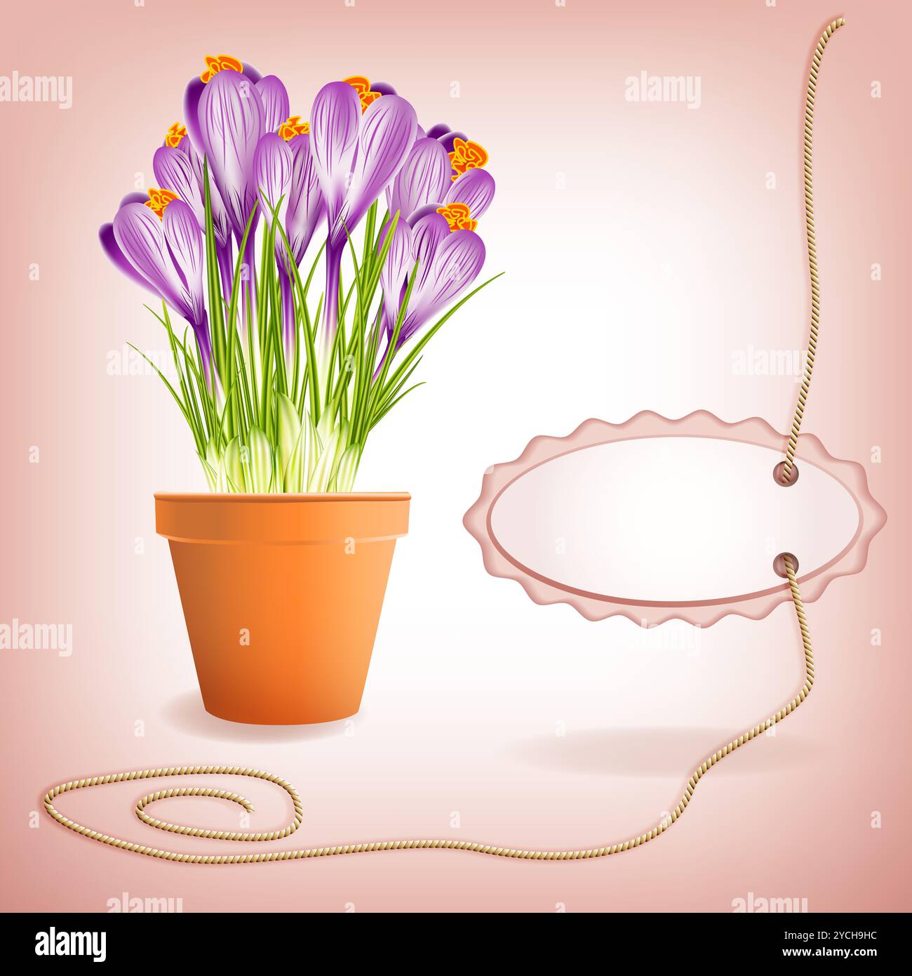 Frühlingskrokusse im Gartenblumentopf. Abbildung Stockfoto