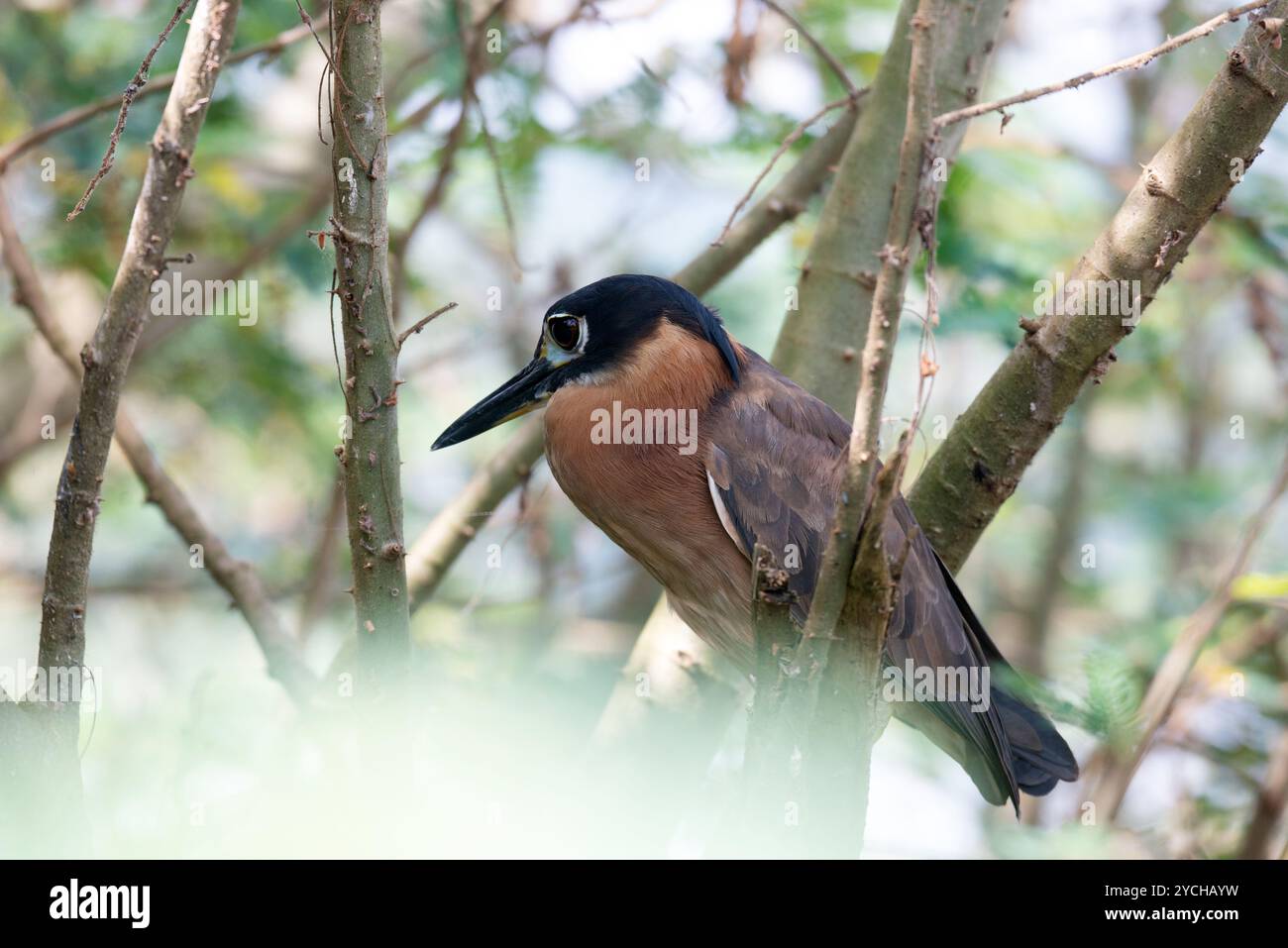 Weiß – Night Heron (Nycticorax leuconotus), im Serenada Eco Resort in Uganda Stockfoto