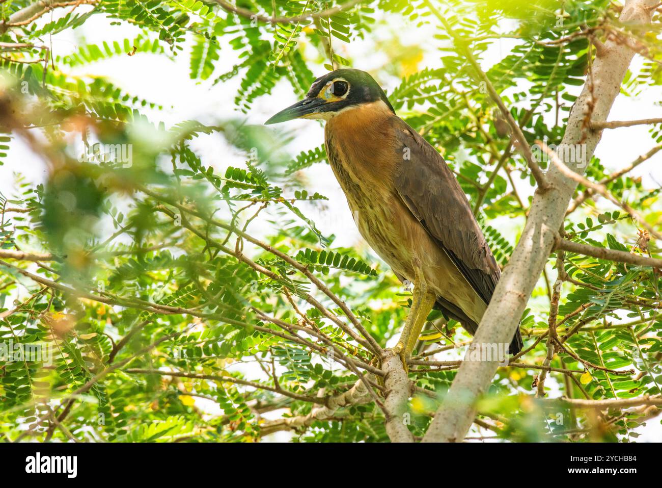 Weiß – Night Heron (Nycticorax leuconotus), im Serenada Eco Resort in Uganda Stockfoto