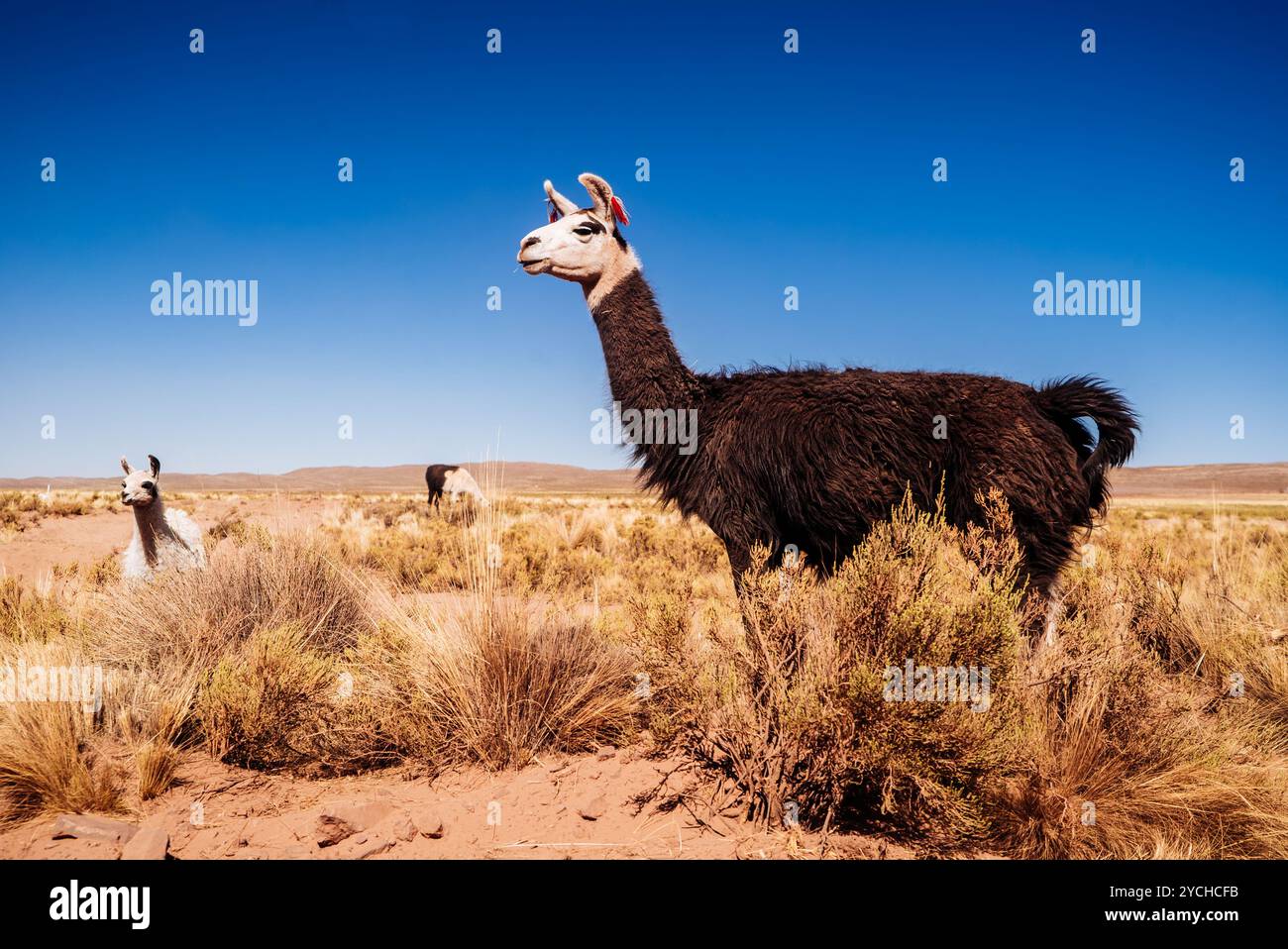 Lamas grasen in der weiten, trockenen Landschaft Boliviens unter einem hellblauen Himmel, ihre majestätischen Formen heben sich von der goldenen Wüstenlandschaft ab. Stockfoto