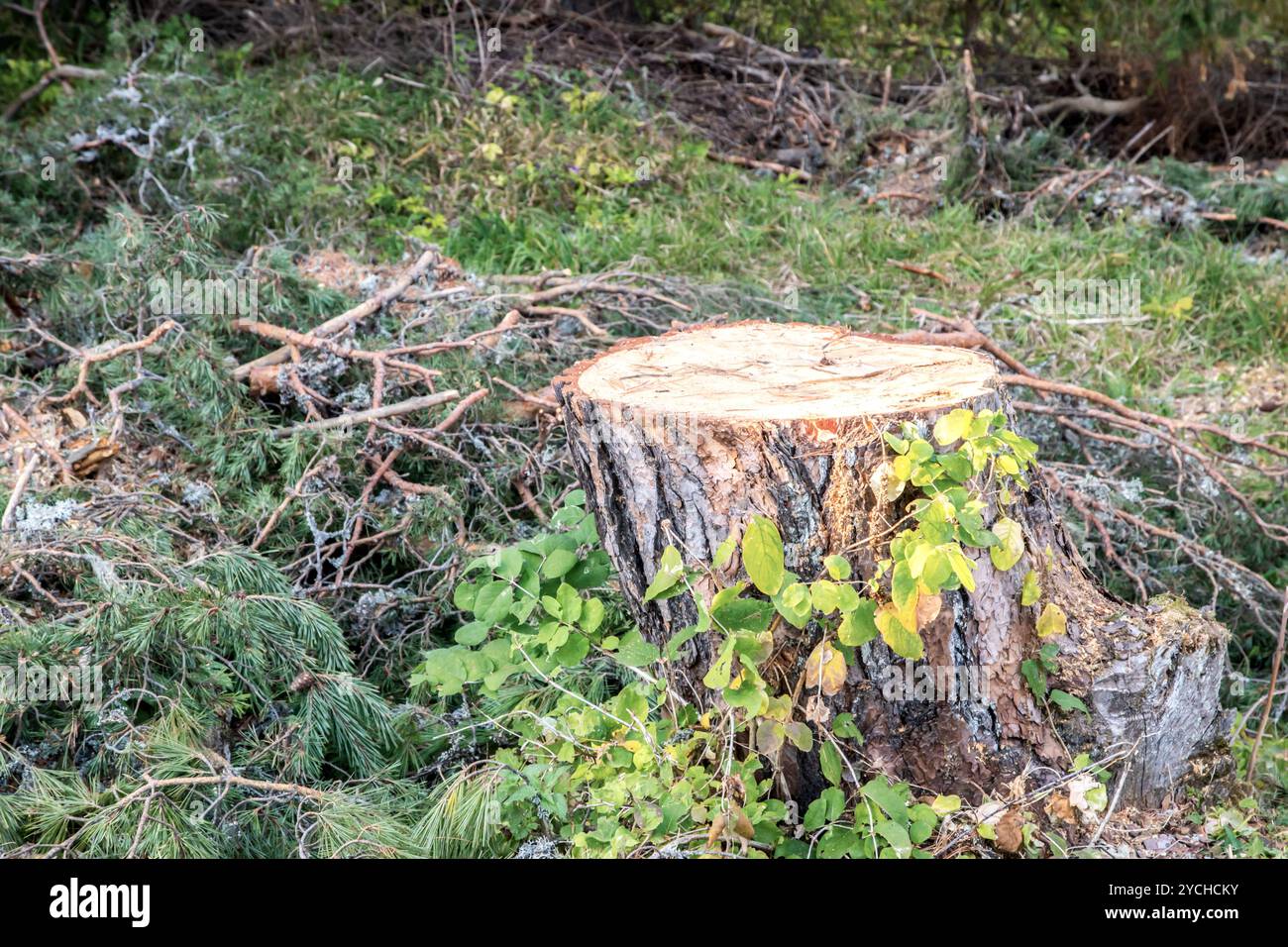 Kiefernstumpf im Wald im Herbst mit abgefallenen Ästen und grünem Laub Stockfoto