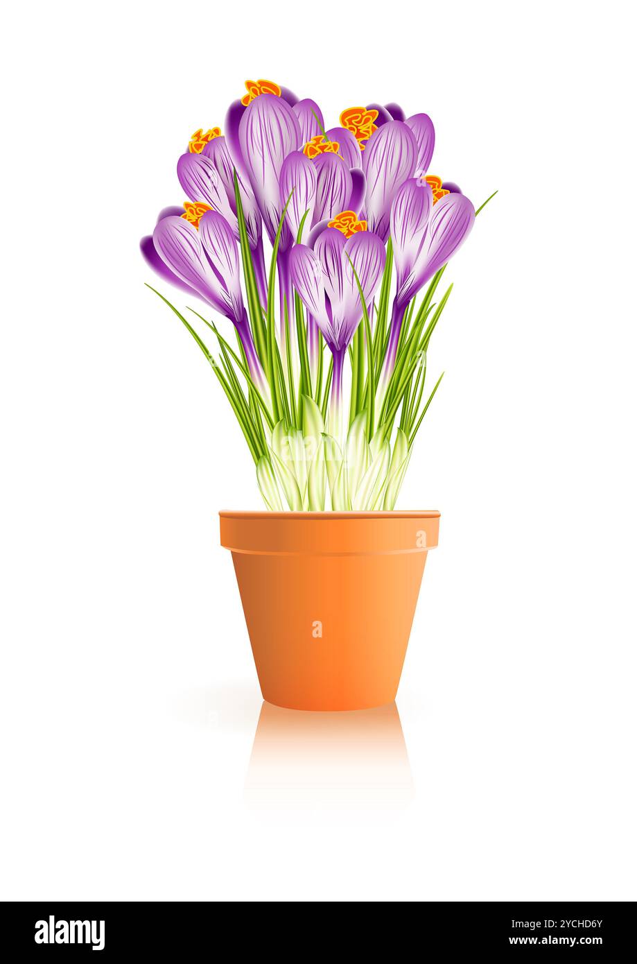 Frühlingsgarten. Krokusblüten im Topf auf weißem Hintergrund. Vektor-eps10-Illustration Stockfoto Frühlingsgarten. Krokusblüten im Topf auf weißem Hintergrund. Vektor-eps10-Illustration Stockfoto