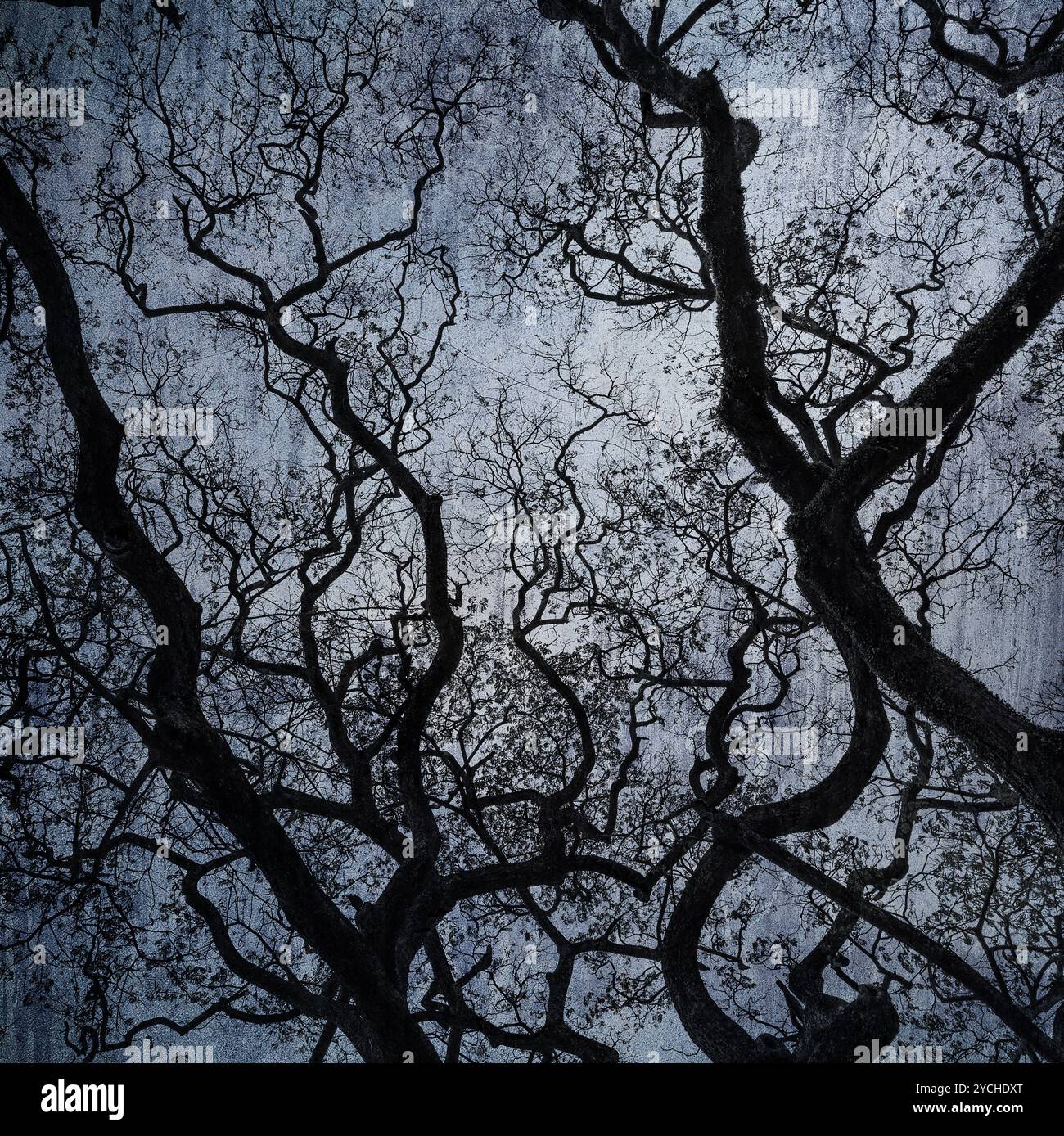 Grunge-Bild von dunklem Wald, perfekter halloween-Hintergrund Stockfoto