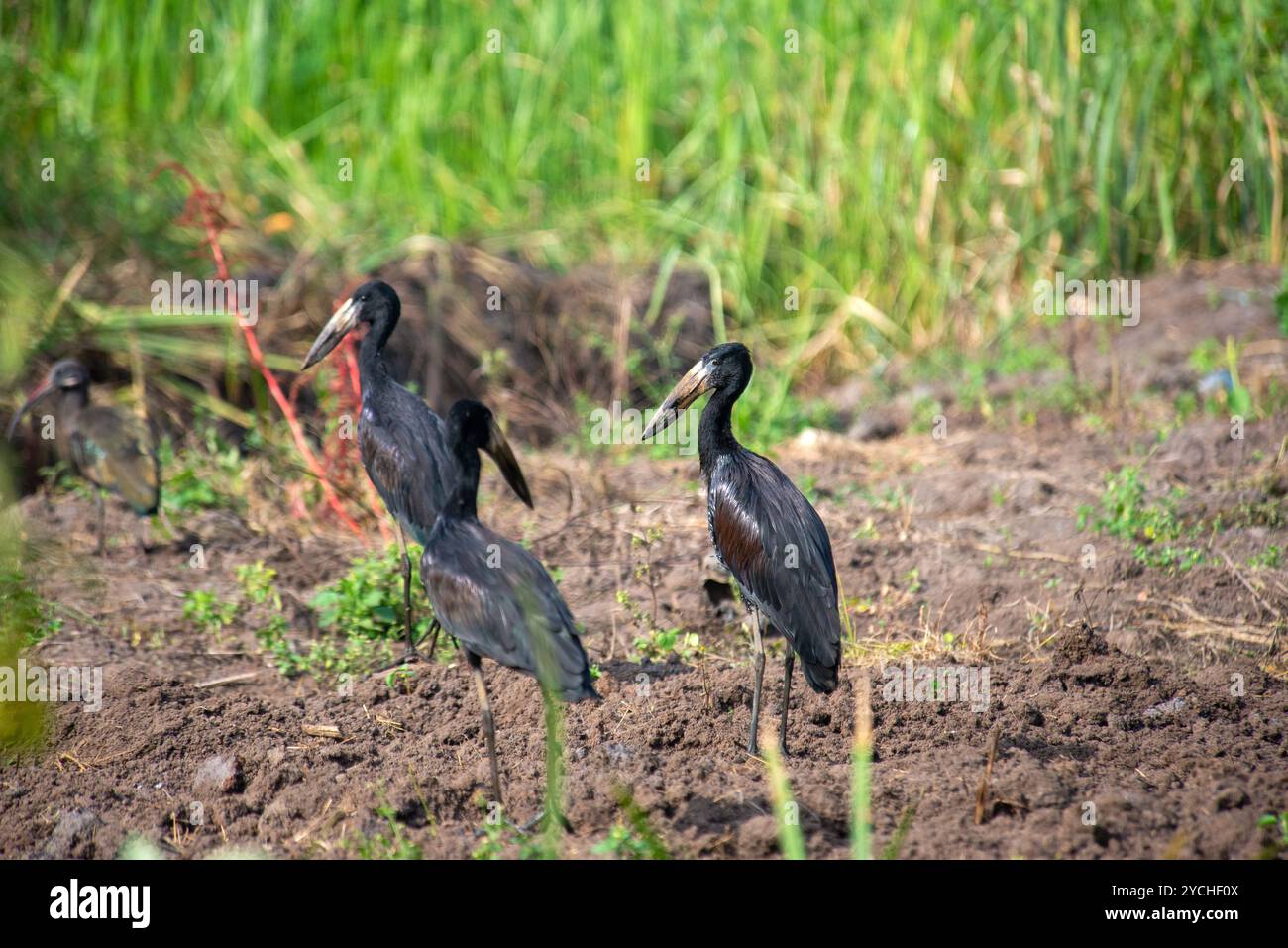 AFRIKANISCHER OPNBILL-STORCH (Anastomus lamelligerus) (afrikanischer OPNBILL-STORCH) - See - Victoria Stockfoto