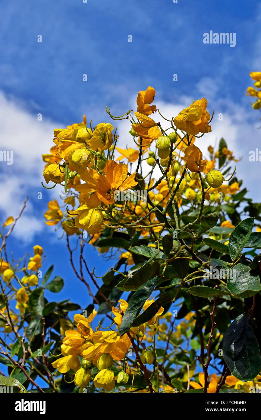 Gelbe Blumen auf dem Baum (Senna angulata) in Ribeirao Preto, Sao Paulo, Brasilien Stockfoto