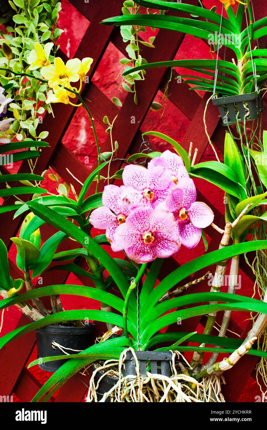 Die Wand ist mit tropischen Orchideenblumen dekoriert Stockfoto