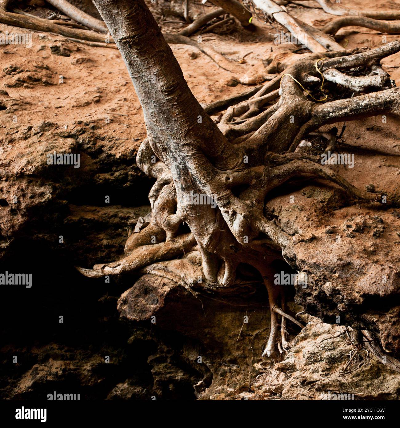 Wurzeln des Baumes in der Höhle des tropischen Regenwaldes Stockfoto