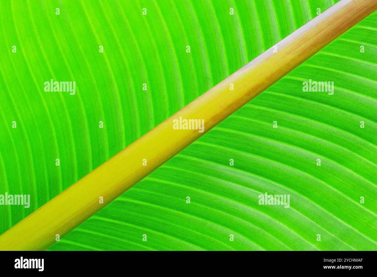 Grüne Textur des Bananenblatt. Natur-Hintergrund Stockfoto