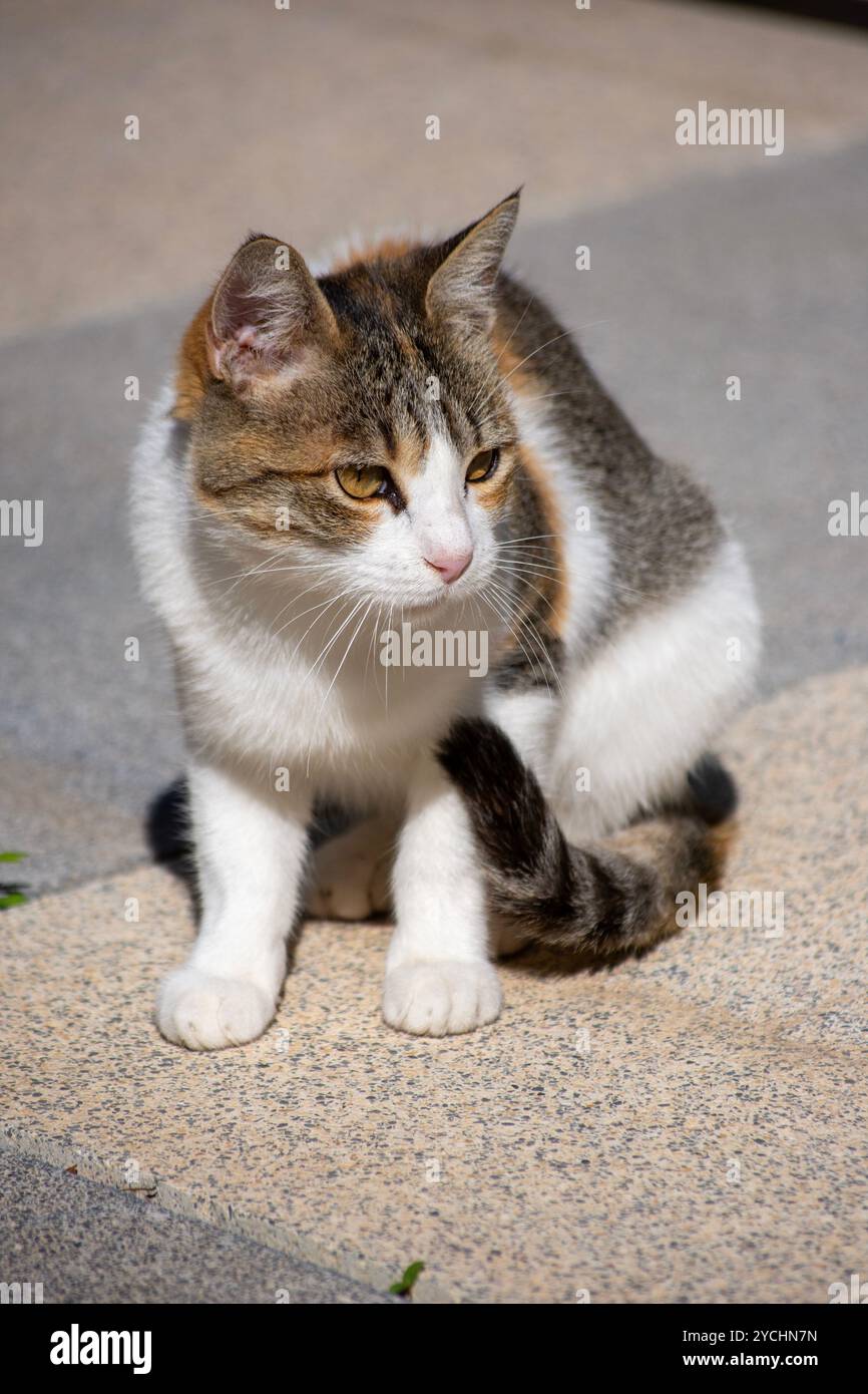 Kätzchen der gewöhnlichen Rasse Stockfoto