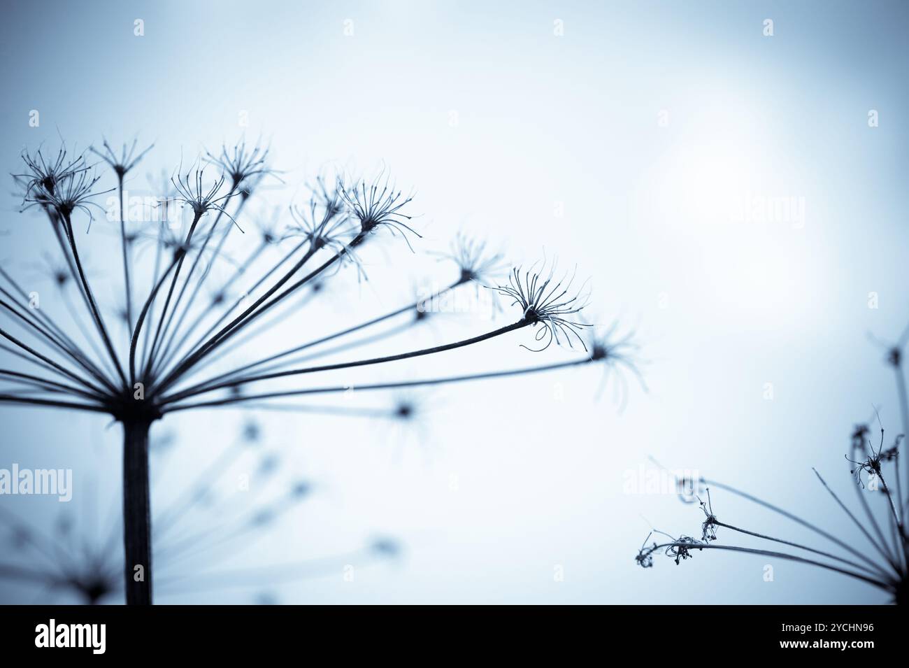 Trockene Pflanzenskelett-Silhouette in blauen Farben Stockfoto