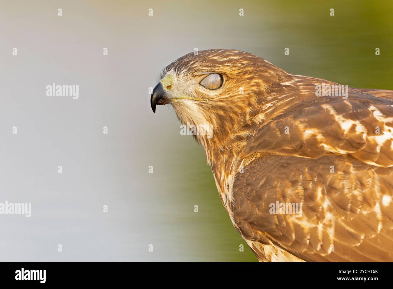 Ein Porträt eines jungen Rotschwanzfalken (Buteo jamaicensis) Stockfoto