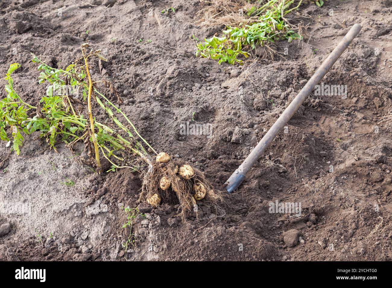 Frische Kartoffeln aus dem Boden ausgegraben durch einen Spaten Stockfoto