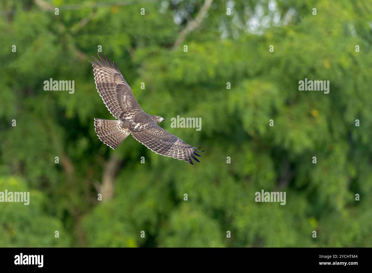 Ein junger Rotschwanzfalke (Buteo jamaicensis) im Flug. Stockfoto