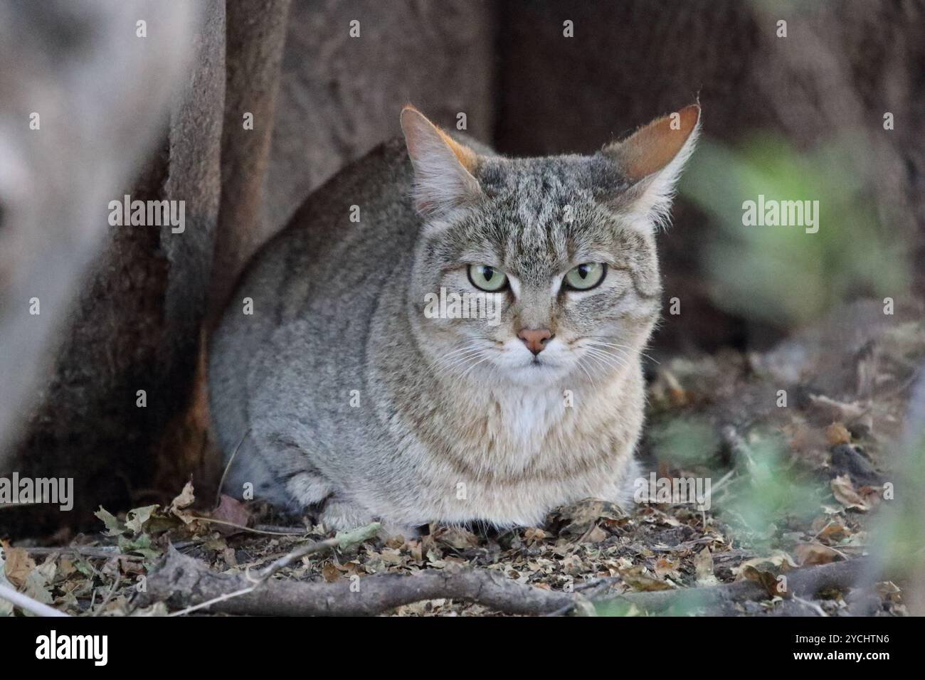 Afrikanische Wildkatze im Okavango-Delta, Botswana Stockfoto
