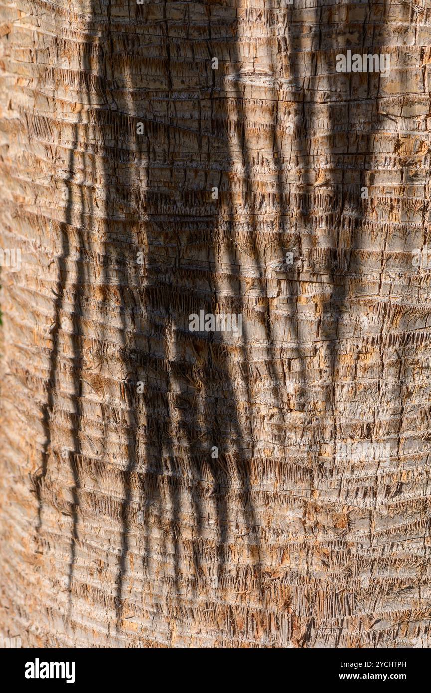 Das Sonnenlicht wirft faszinierende Schatten von Palmweden gegen die zerklüftete Struktur der Baumrinde und erzeugt ein faszinierendes Muster während des goldenen Hohs Stockfoto