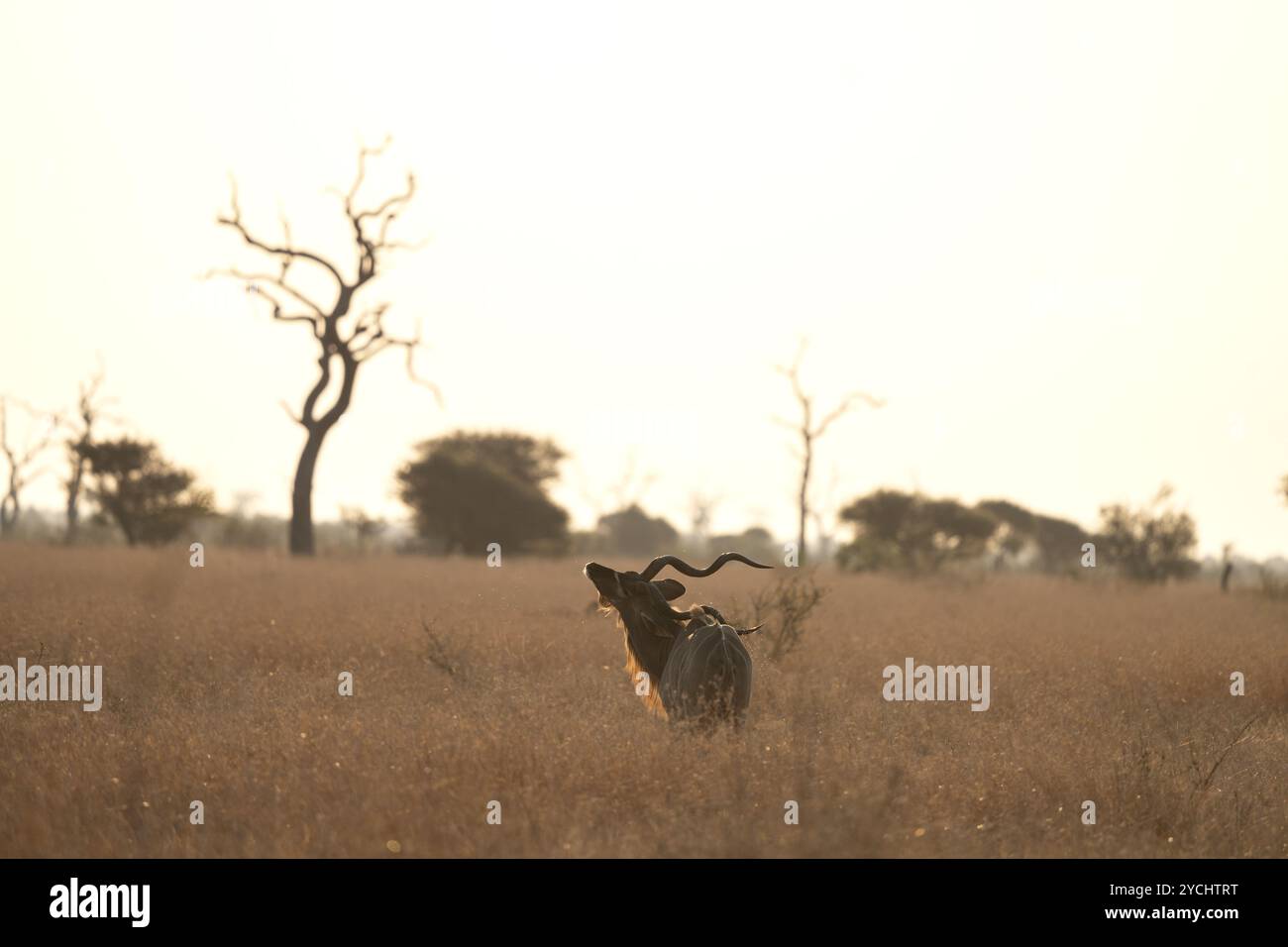 Kudu im Kruger-Nationalpark. Antilopen mit den gebogenen Hörnern bei Sonnenuntergang. Safari in Afrika. Tiere im natürlichen Lebensraum. Stockfoto