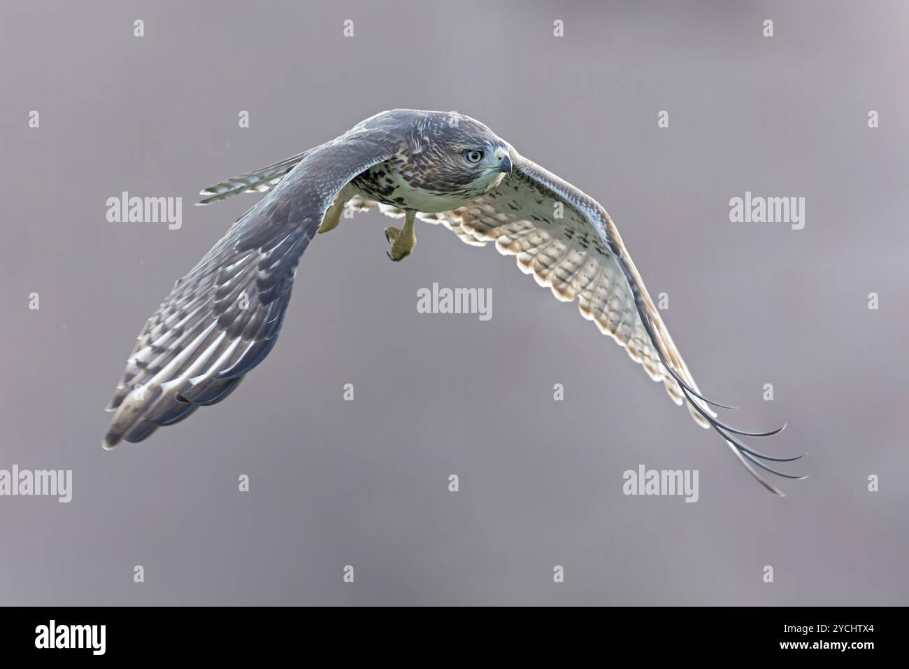 Ein junger Rotschwanzfalke (Buteo jamaicensis) im Flug. Stockfoto