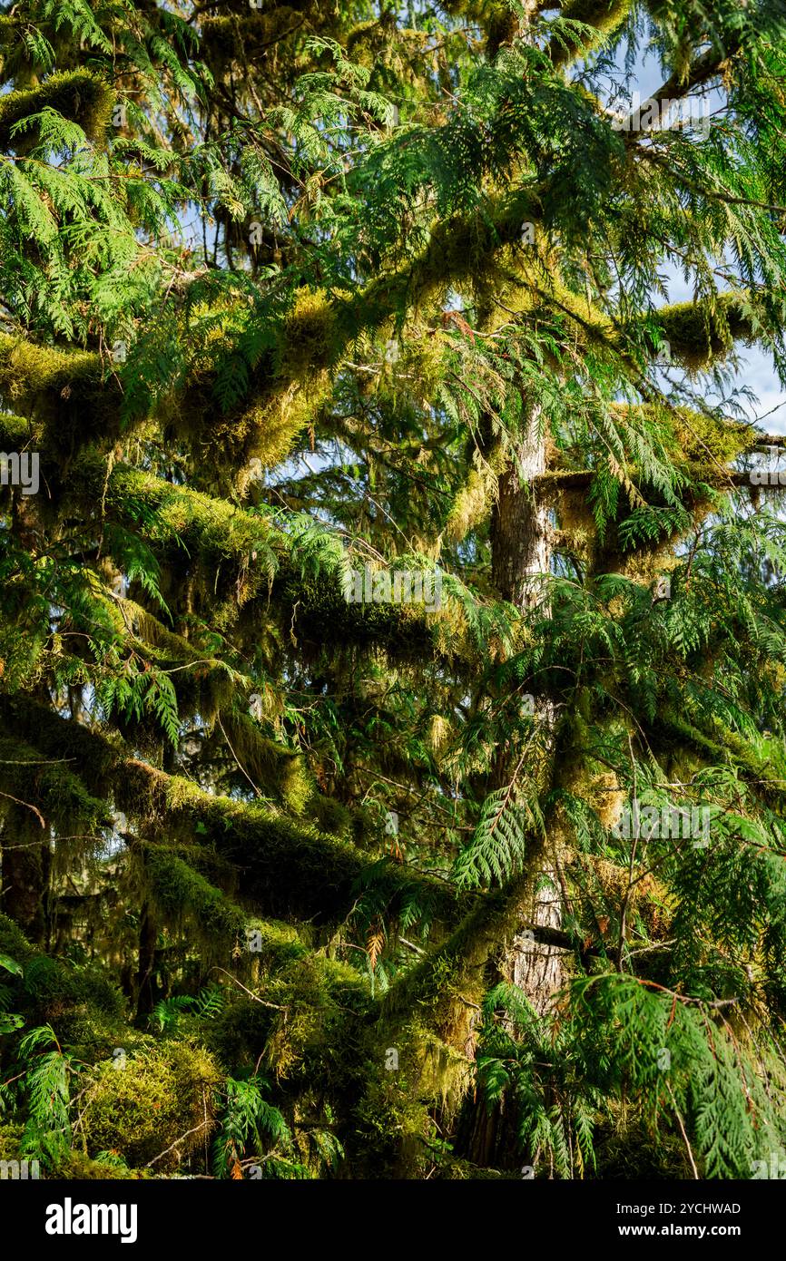 Abstrakte Ansicht von dichten sich kreuzenden Baumästen, die tief im Great Bear Rainforest in British Columbia, Kanada, bedeckt sind Stockfoto