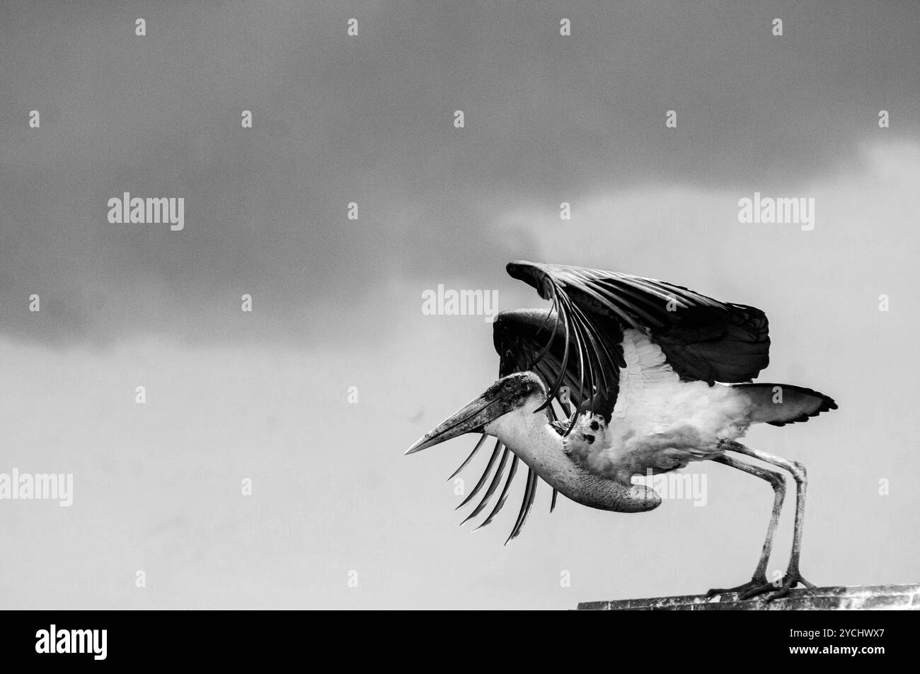 MARABOU-STORCH (Leptoptilos crumeniferus), der im Schlachthof von Kampala in Uganda abheben wird Stockfoto