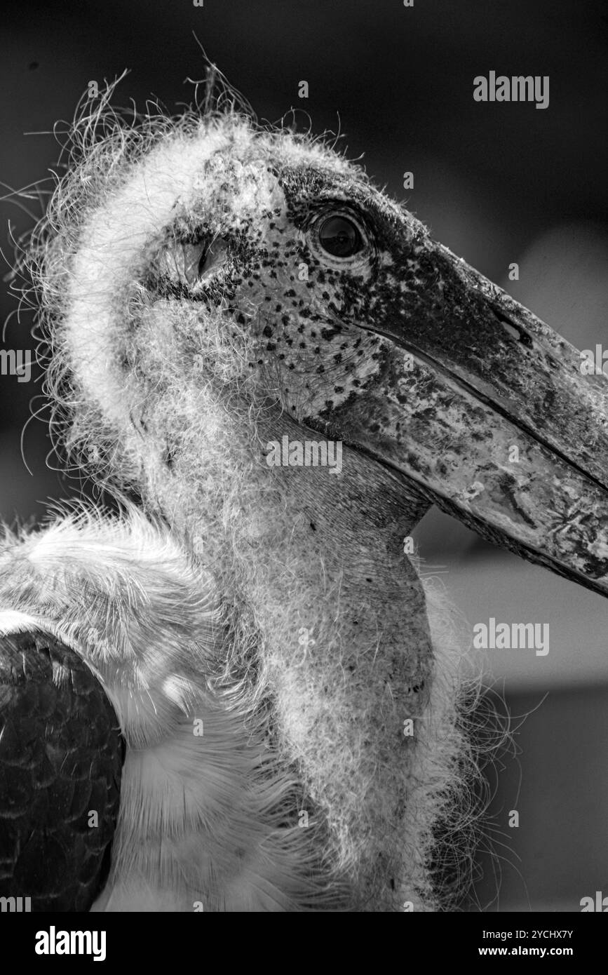 MARABOUSTORCH (Leptoptilos crumeniferus) Nahaufnahme - Kampala Uganda Stockfoto