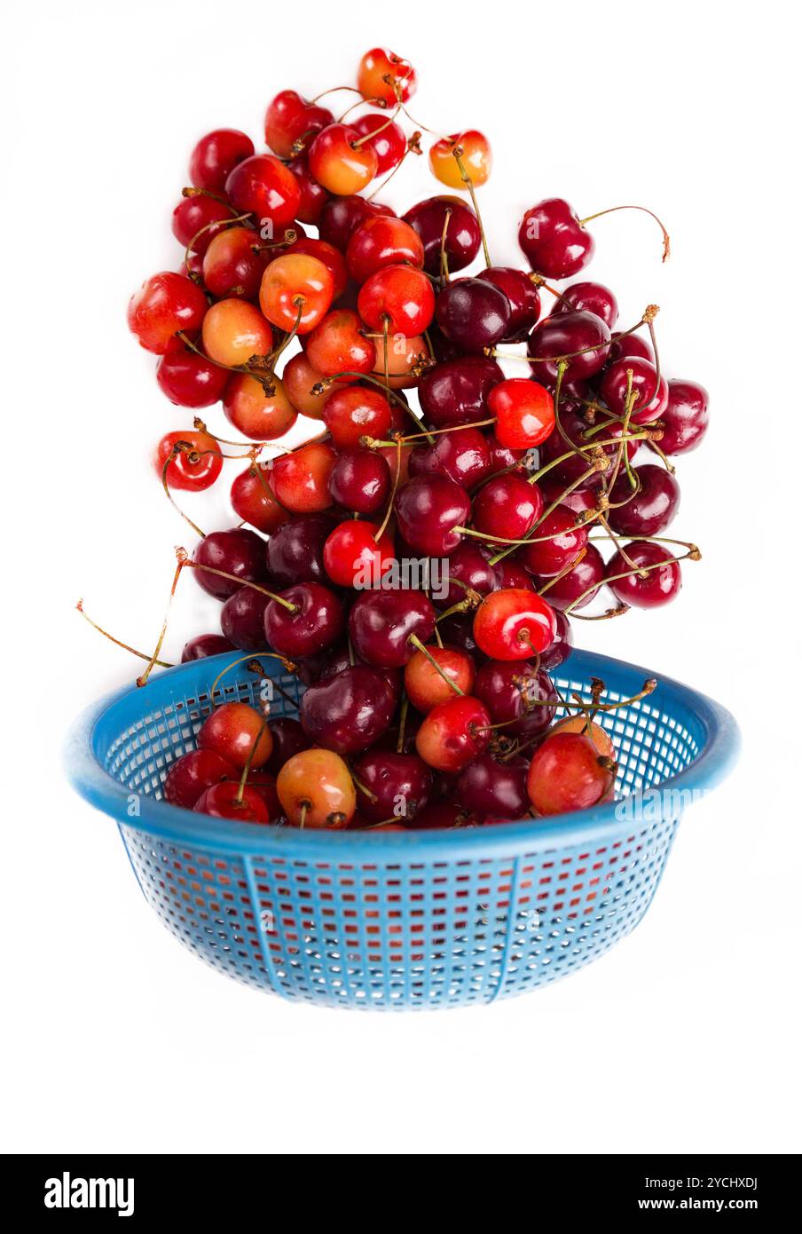 Frische Kirsche mit Tropfen fallen nach unten Stockfoto