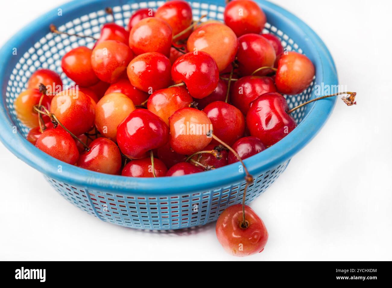 Frische Kirsche mit Wasser in blaues Sieb geben Stockfoto