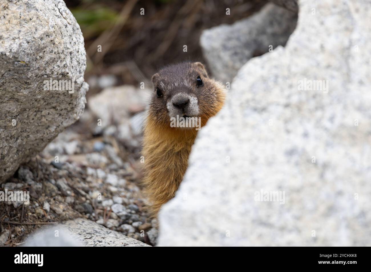 Nahaufnahme eines süßen kleinen Murmeltieres, das sich zwischen Felsen versteckt Stockfoto