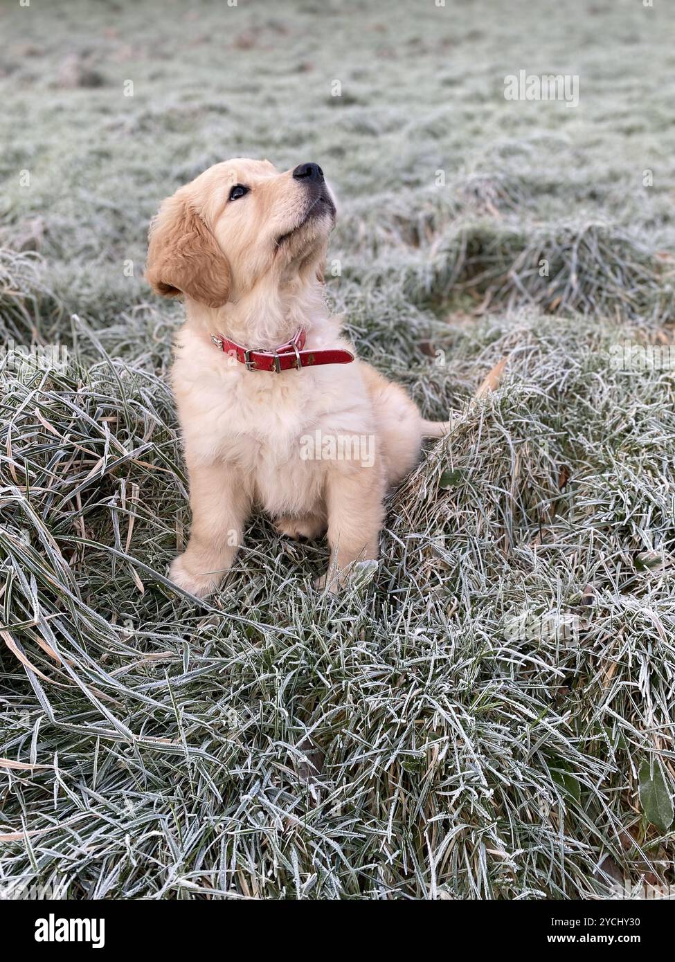 Wunderschöner, niedlicher Golden Retriever Welpe im Winter auf einem frostigen Feld, der zur Weihnachtszeit in den Himmel blickt. Stockfoto