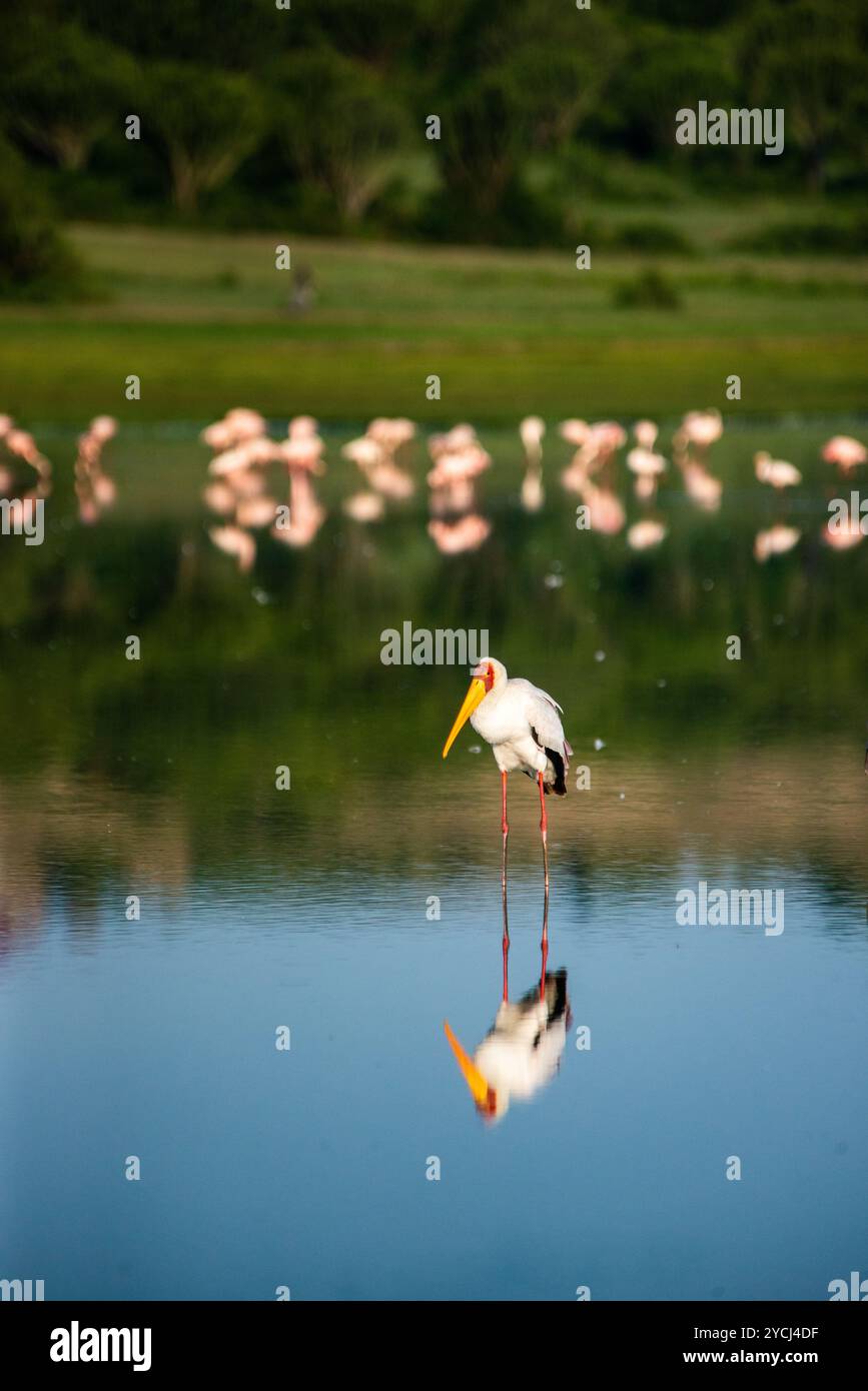 GELBSCHNABELSTORCH (Mycteria ibis) im Lake Munyanyange - Queen Elizabeth National Park Stockfoto