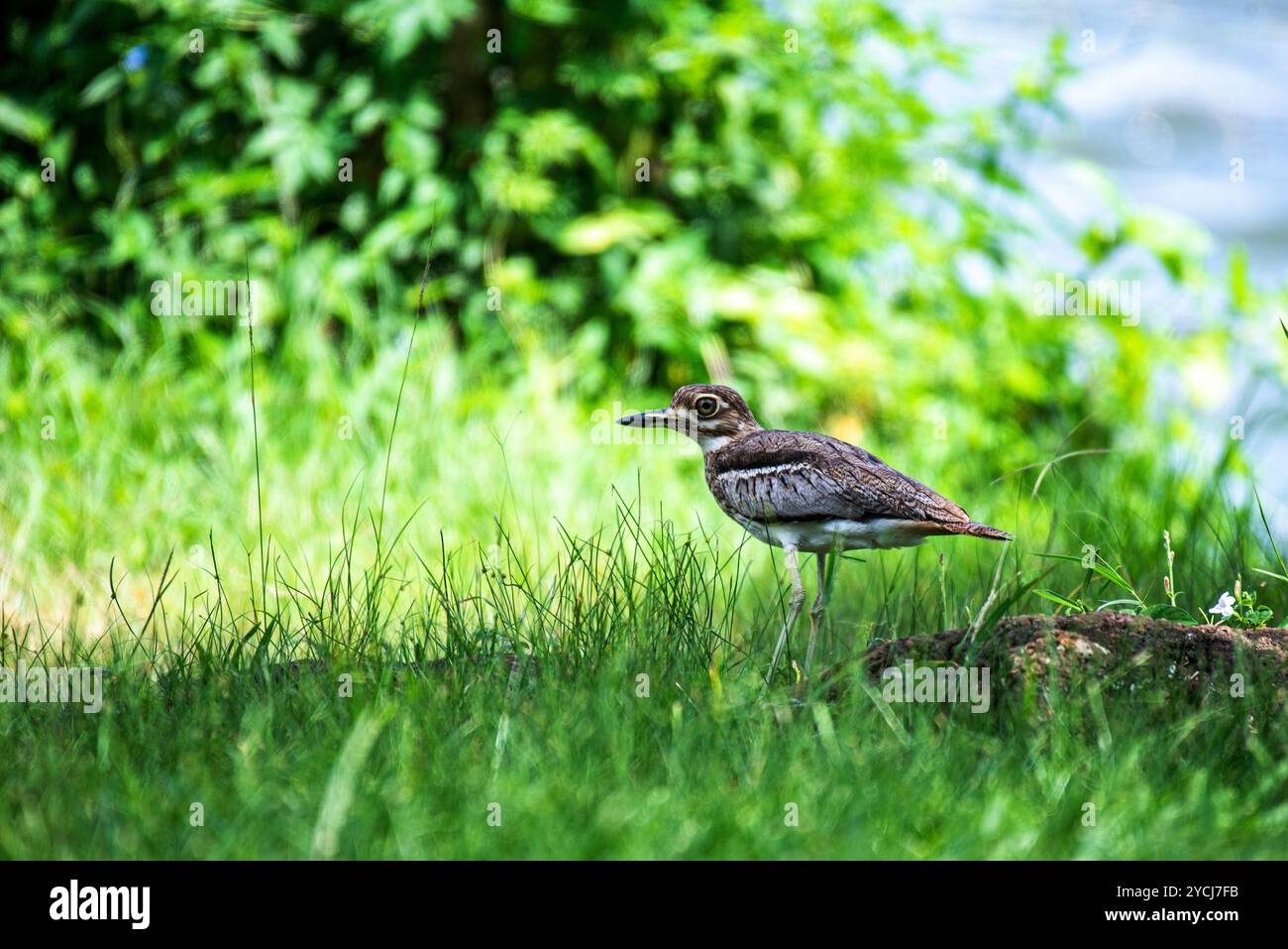 Wasser dick - Knie, Burhinus vermiculatus im Serenada Eco Resort - Uganda - Afrika Stockfoto