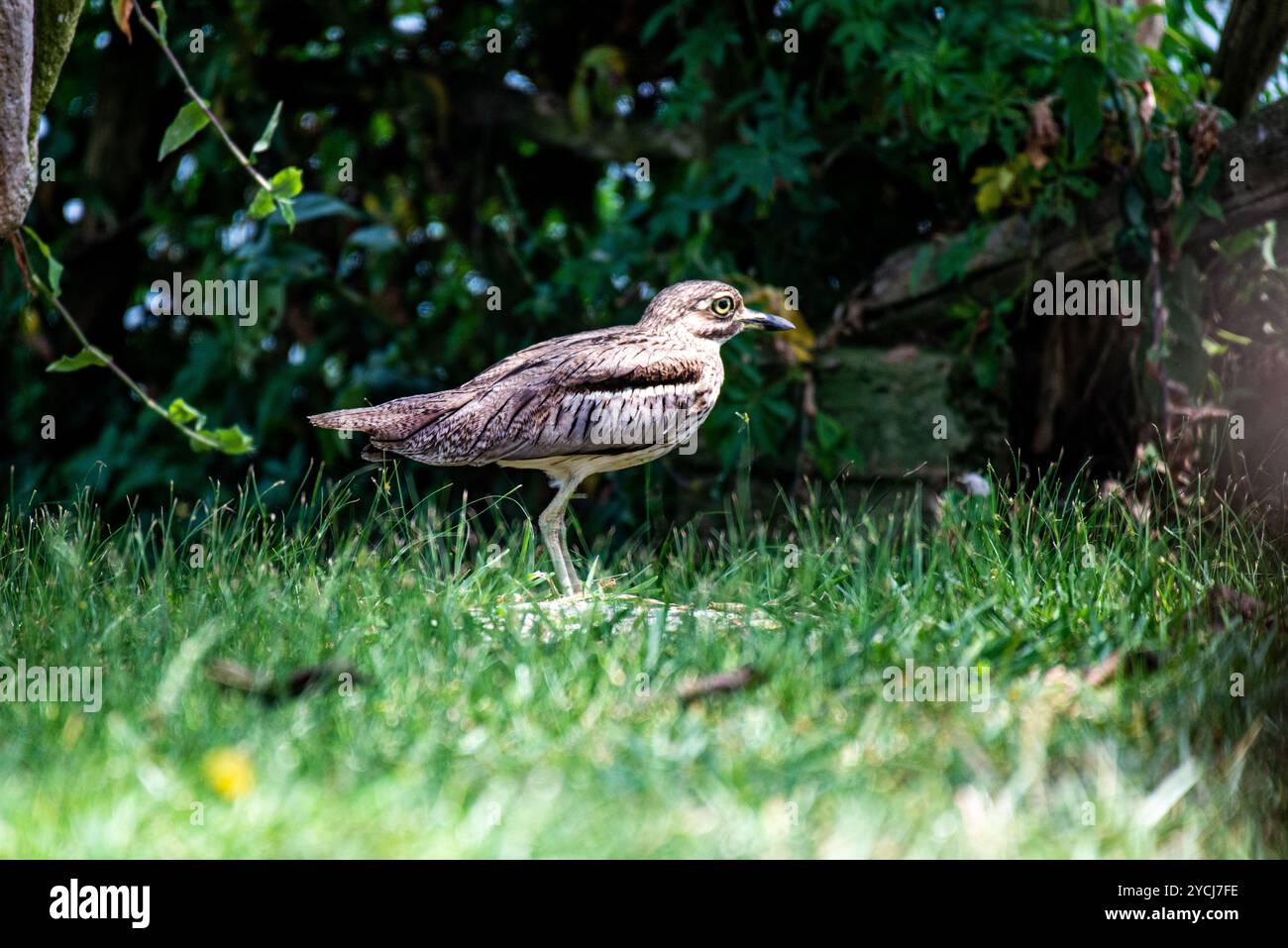 Wasser dick - Knie, Burhinus vermiculatus im Serenada Eco Resort - Uganda - Afrika Stockfoto