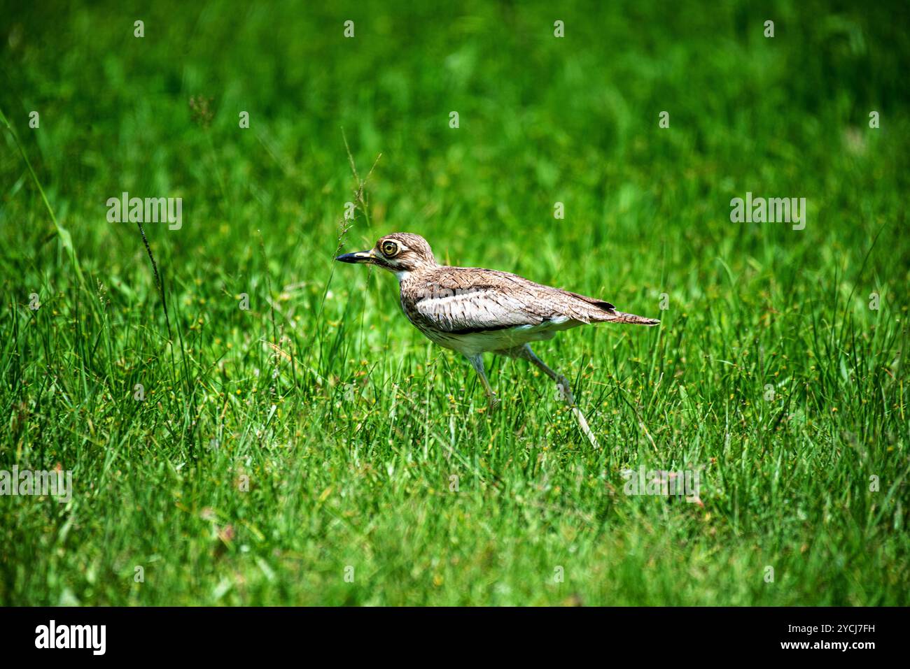 Wasser dick - Knie, Burhinus vermiculatus im Serenada Eco Resort - Uganda - Afrika Stockfoto