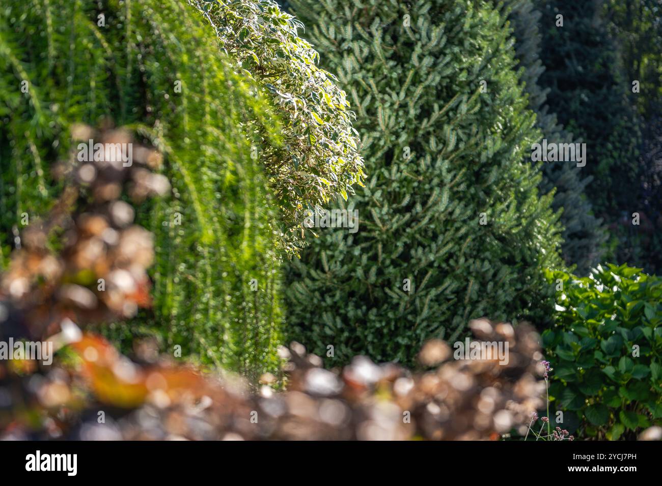 Dieser lebendige Garten bietet eine Vielzahl von üppig grünen Bäumen und farbenfrohen Blättern, die die Schönheit des herbstlichen Sonnenlichts reflektieren, das durch verschiedene P Stockfoto