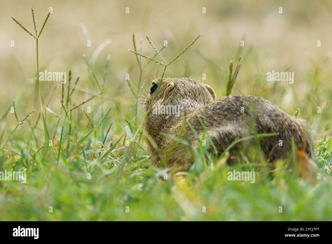 Porträt eines europäischen Bodenhörnchens (Spermophilus citellus), auch bekannt als „Ziesel“, eine bedrohte Art, die auf einem Wiesen in Österreich sitzt Stockfoto