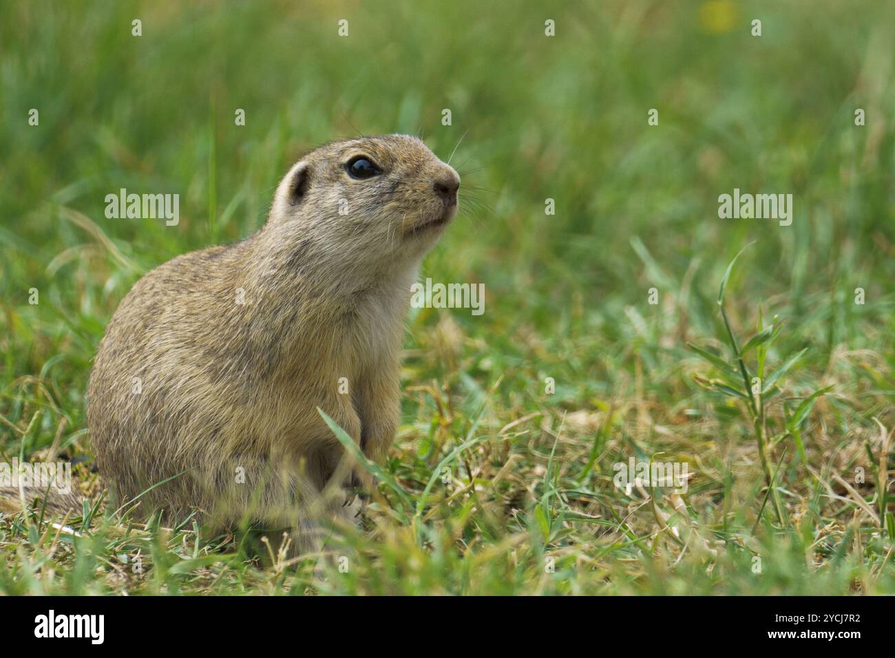 Porträt eines europäischen Bodenhörnchens (Spermophilus citellus), auch bekannt als „Ziesel“, eine bedrohte Art, die auf einem Wiesen in Österreich sitzt Stockfoto