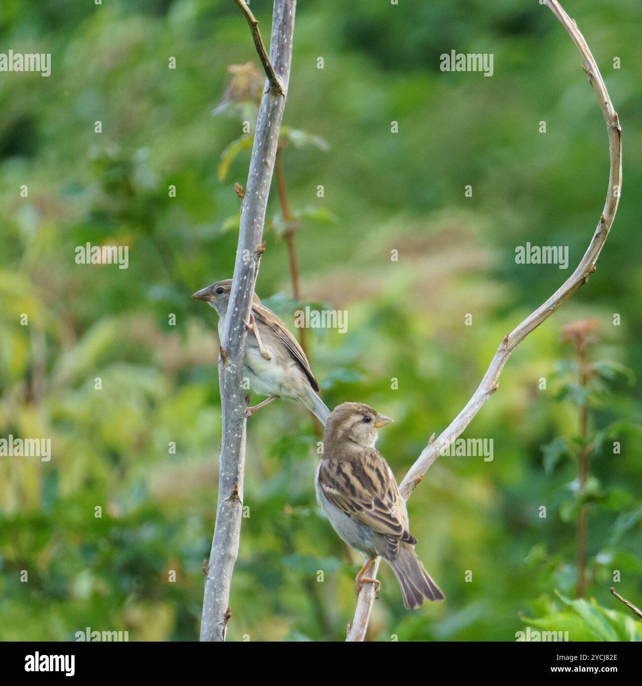 Zwei Hausspatzen (Passer domesticus), die auf einem Baumzweig vor tiefgrünem Hintergrund thront Stockfoto