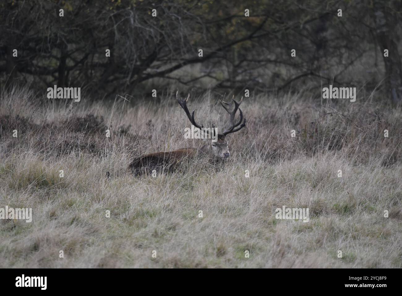 Rothirsch (Cervus elaphus) liegt im Gras mit dem Kopf zur Kamera gedreht, sieht schlafend aus, aufgenommen im Oktober in Staffordshire, Großbritannien Stockfoto