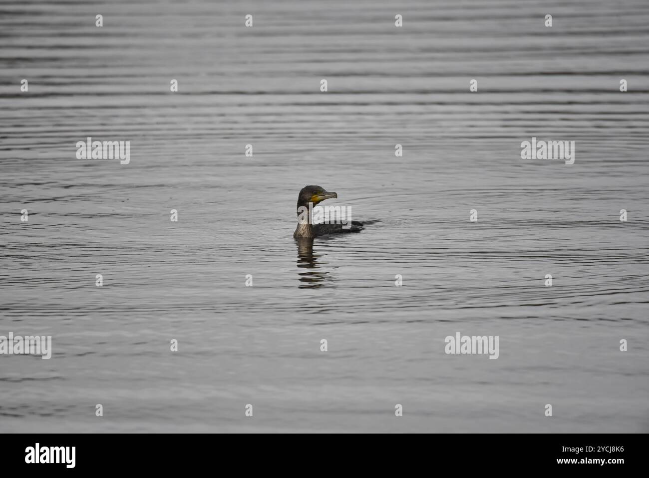 Großer Kormoran (Phalacrocorax carbo) schwimmt in Richtung Camera on Lake, mit Kopf nach rechts vom Bild, aufgenommen in Großbritannien im Oktober Stockfoto