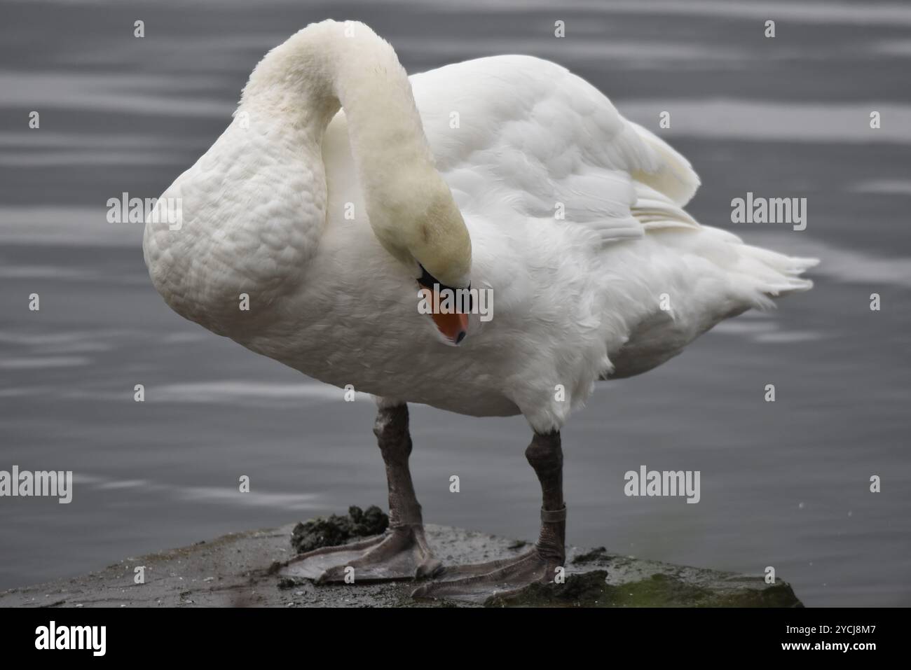 Rahmenfüllendes Porträt eines Mute Swan (Cygnus olor) im flachen Wasser im linken Profil, Preening Feathers, aufgenommen in einem Country Park in Großbritannien Stockfoto