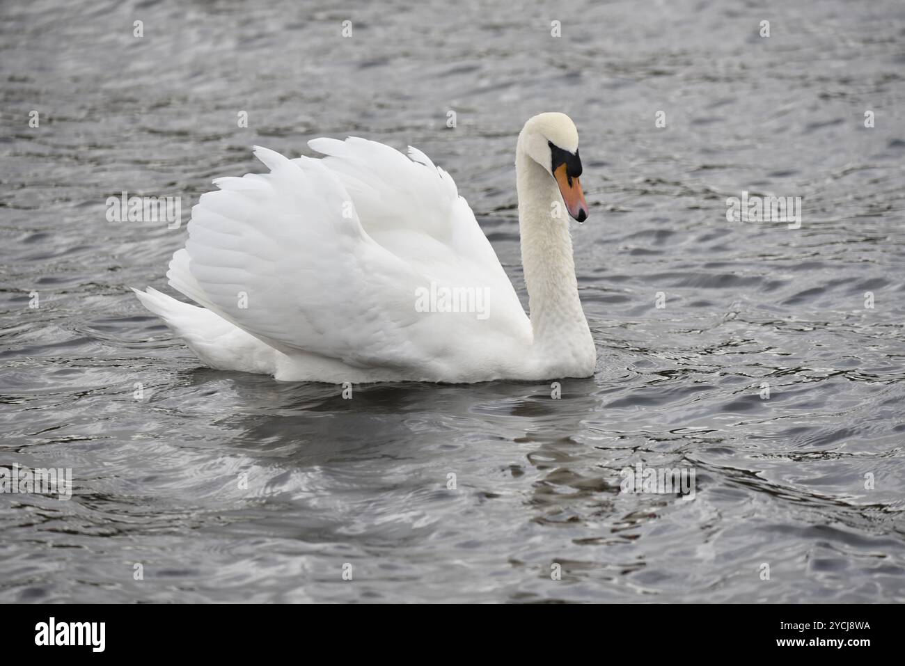 Porträt eines stummen Schwans (Cygnus olor), der von links nach rechts schwimmt, mit dem Kopf in Richtung Kamera und den Flügeln, die als Segel aufgefächert wurden, aufgenommen in Großbritannien im Herbst Stockfoto