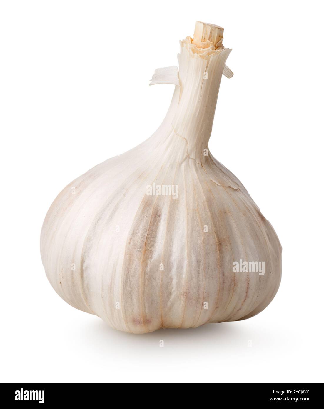 Weißer Knoblauch Stockfoto