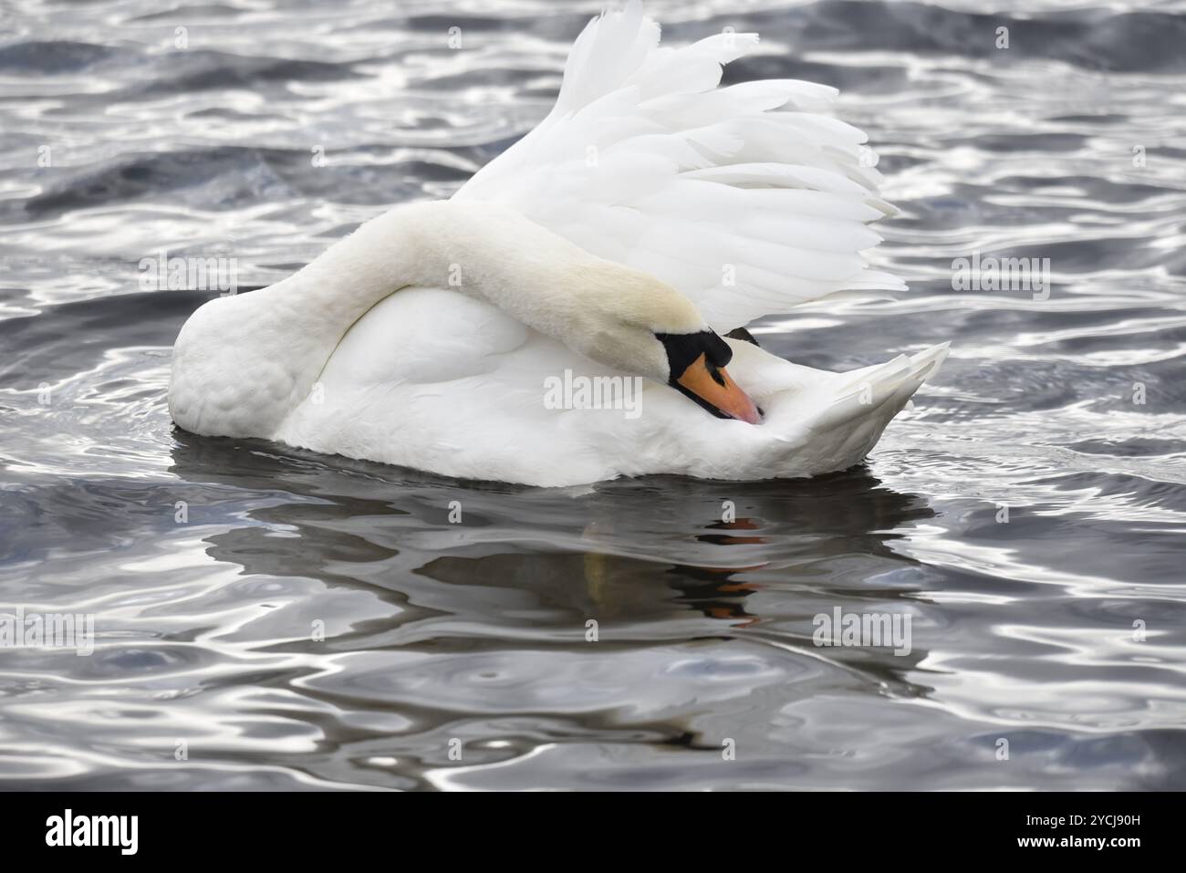 Nahaufnahme eines stummen Schwans (Cygnus olor), der im Herbst auf einem See in Großbritannien aufgenommen wurde und den Hals nach hinten gestreckt hat Stockfoto