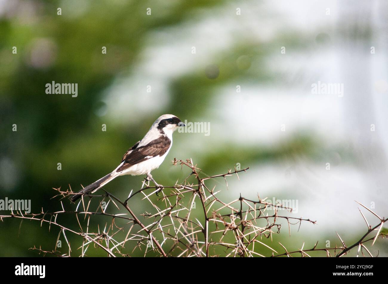 Graues Fiscal ( Lanius excubitorius) - Lutembe, Victoria-See, Uganda Stockfoto