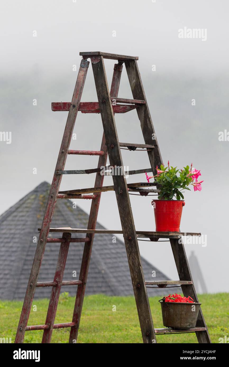 Stilllebensleiter im Freien mit Topfpflanzen im Nebel Stockfoto