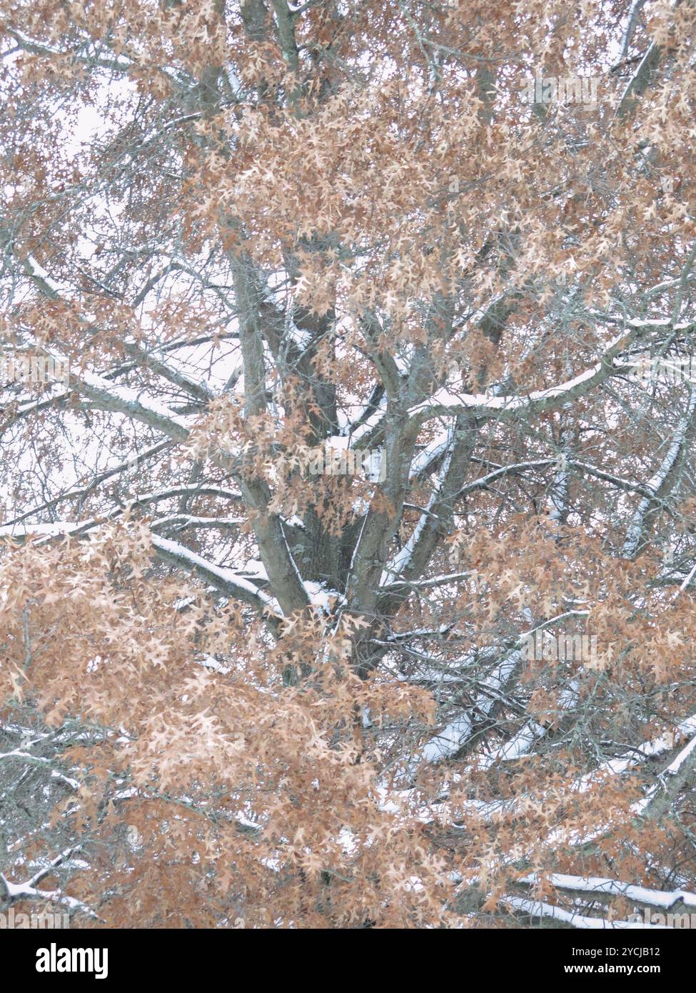 Herbstfarbene Eichenblätter und Schnee auf Ästen nach dem frühen Schneefall Stockfoto