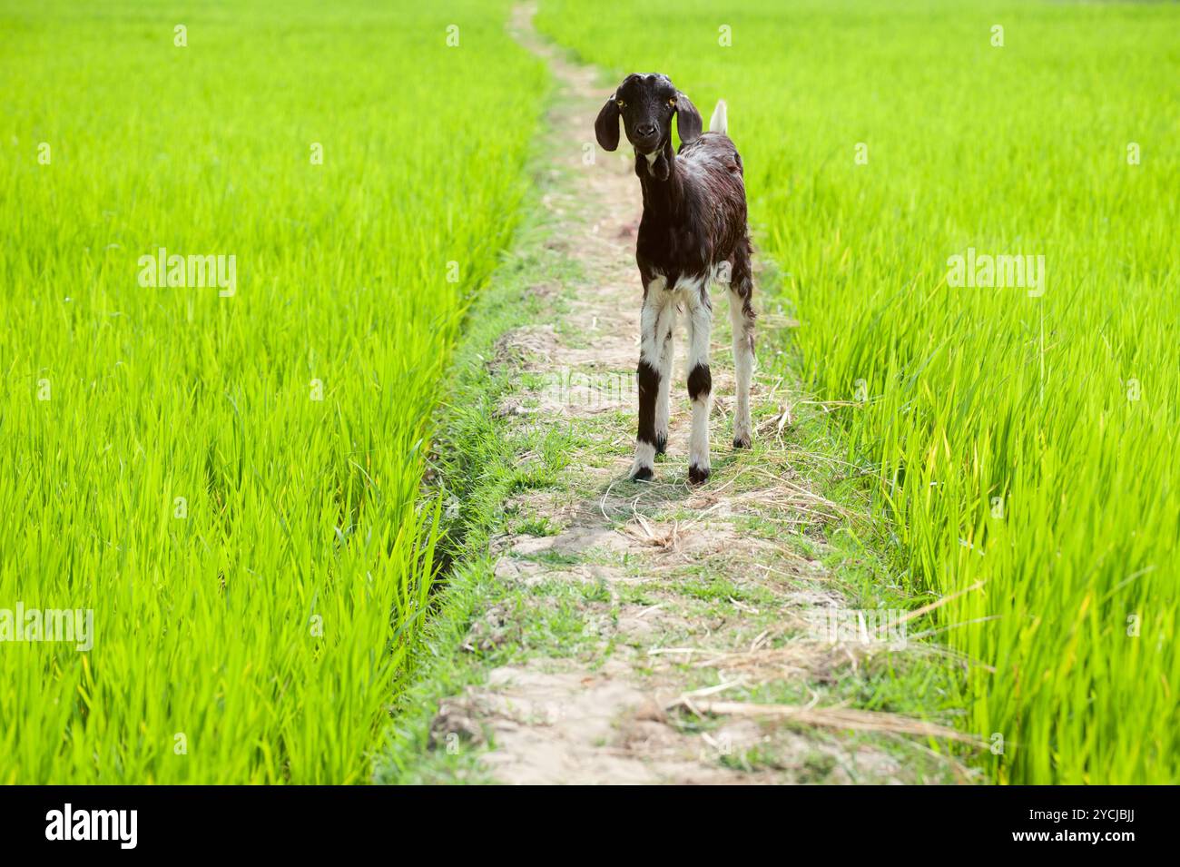 Ziegenbaby auf dem Reisfeld. Südindien Stockfoto